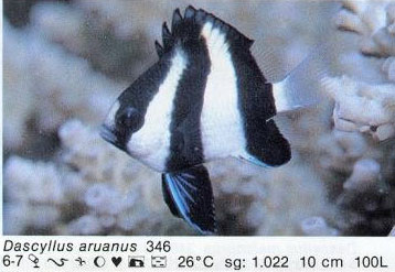 Dascyllus aruanus